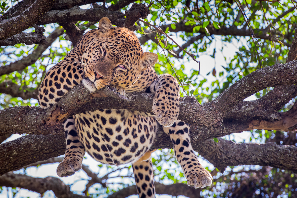 After feasting on his kill, this large male leopard relaxes, his gorged belly hanging through an opening in the tree branches.